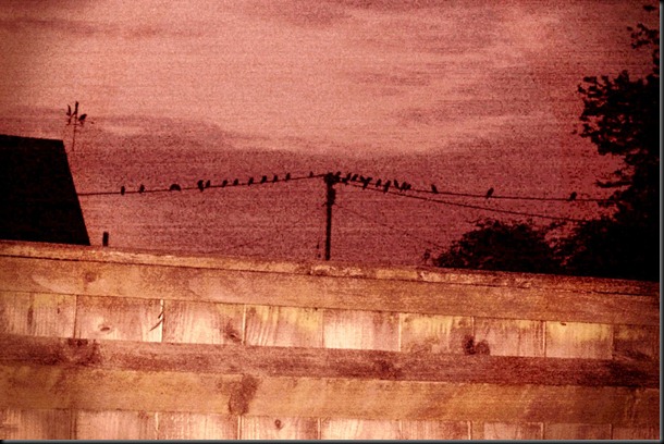 Capture birds on a fence