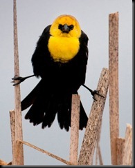 Capturespiderman or a bird