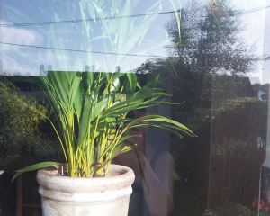 'come out from behind that plant'