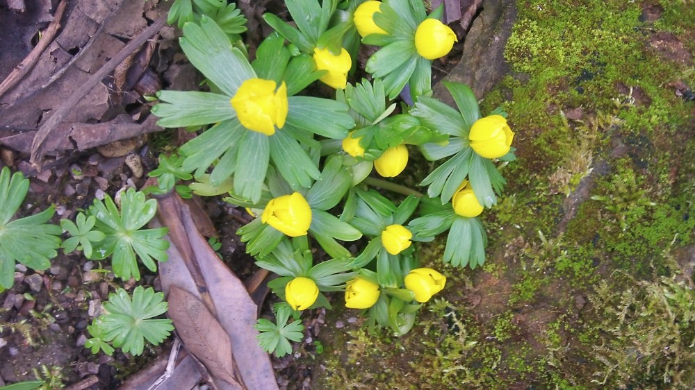 aconites