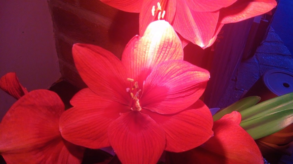 Blousey lady stays indoors