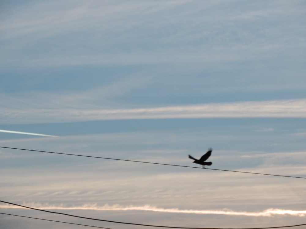 flying lines. early morning (2)