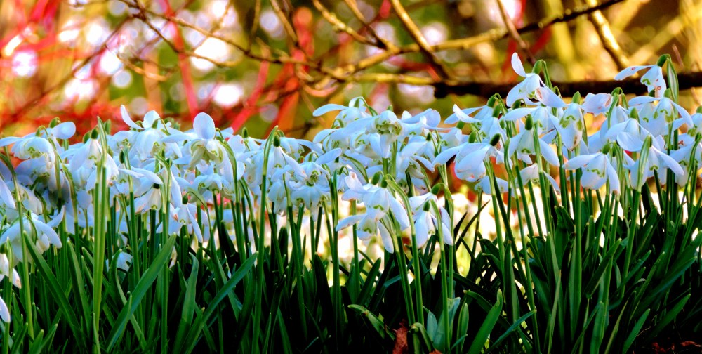 Spring. A wave of snowdrops