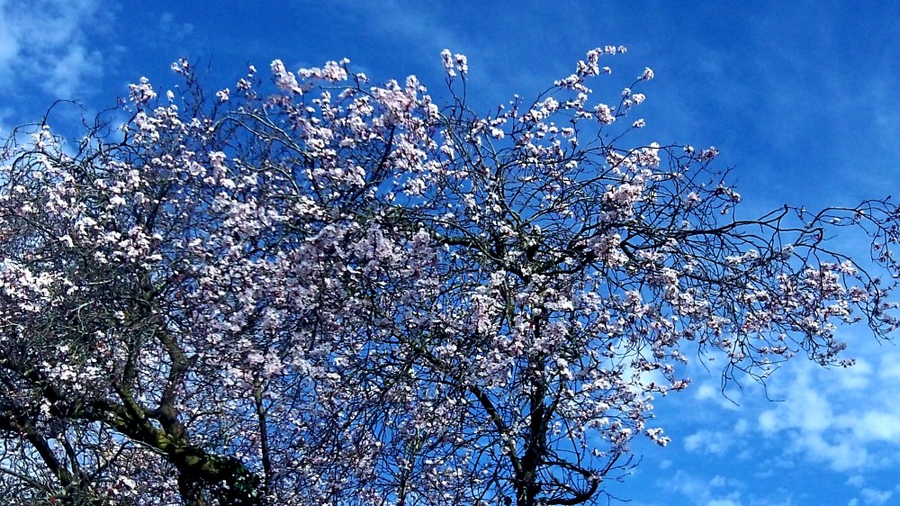 blossom. blue and cotton clouds