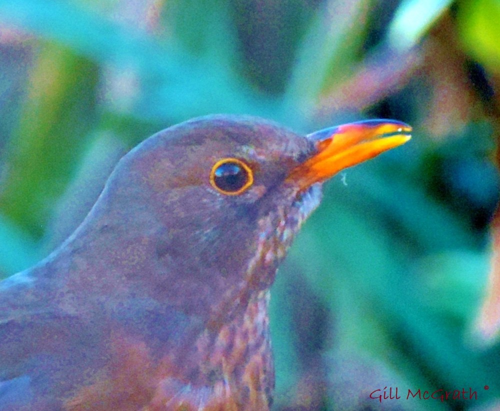 2014 03 23 Head of  Blackbird jpg sig