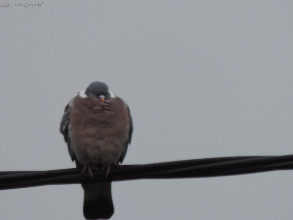 2014 03 27 cold bird jpg sig