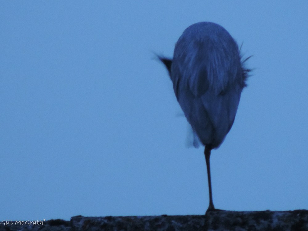 2014 03 31 er on the roof jpg sig