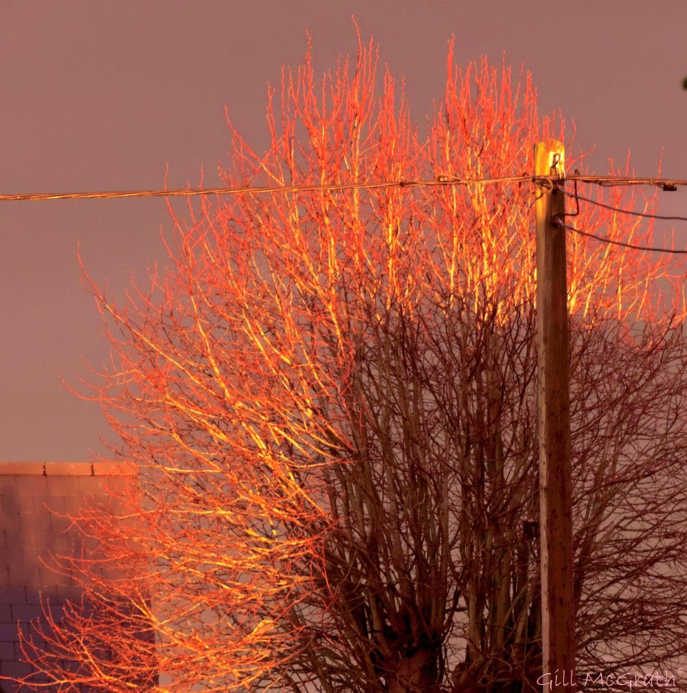 2014 04 13 tree in reflection of sunset jpg sig