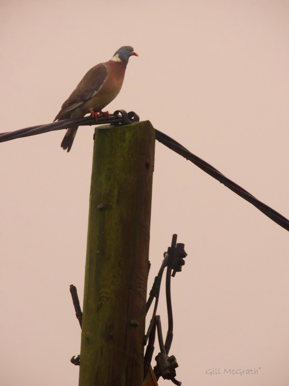 2014 04 22 the bird who prophecys rain jpg sig