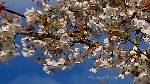 2014  04 29 Blossom again jpg sig