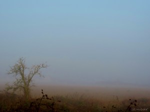 2014 11 09 Autumn  Desert jpg sig