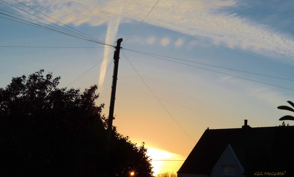 2014 05 03 bird puffs cigarette  with T ipg sig