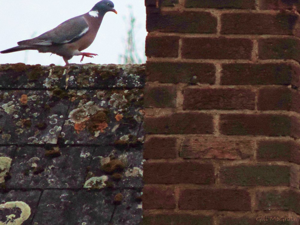 2014 05 07 pigeon on the roof jpg sig