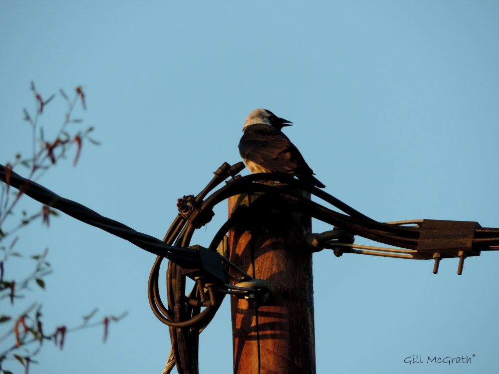 2014 05 08 new bird on hot seat jpg sig