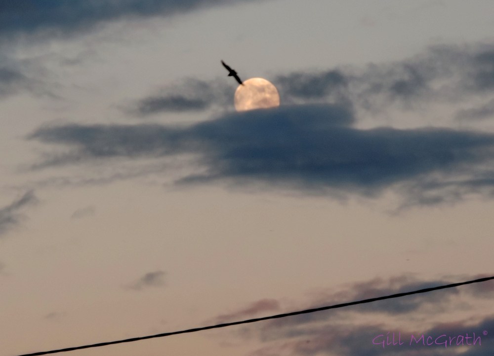 2014 05 13 Bird meets moon tonight jpg sig
