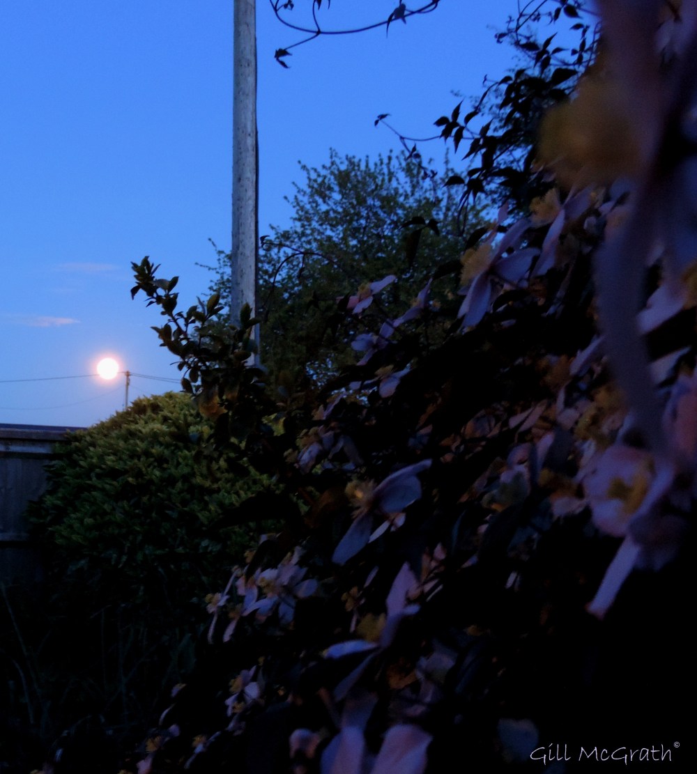 2014 05 14 Moon from star flower hedge where the  cat sits jpg  sig
