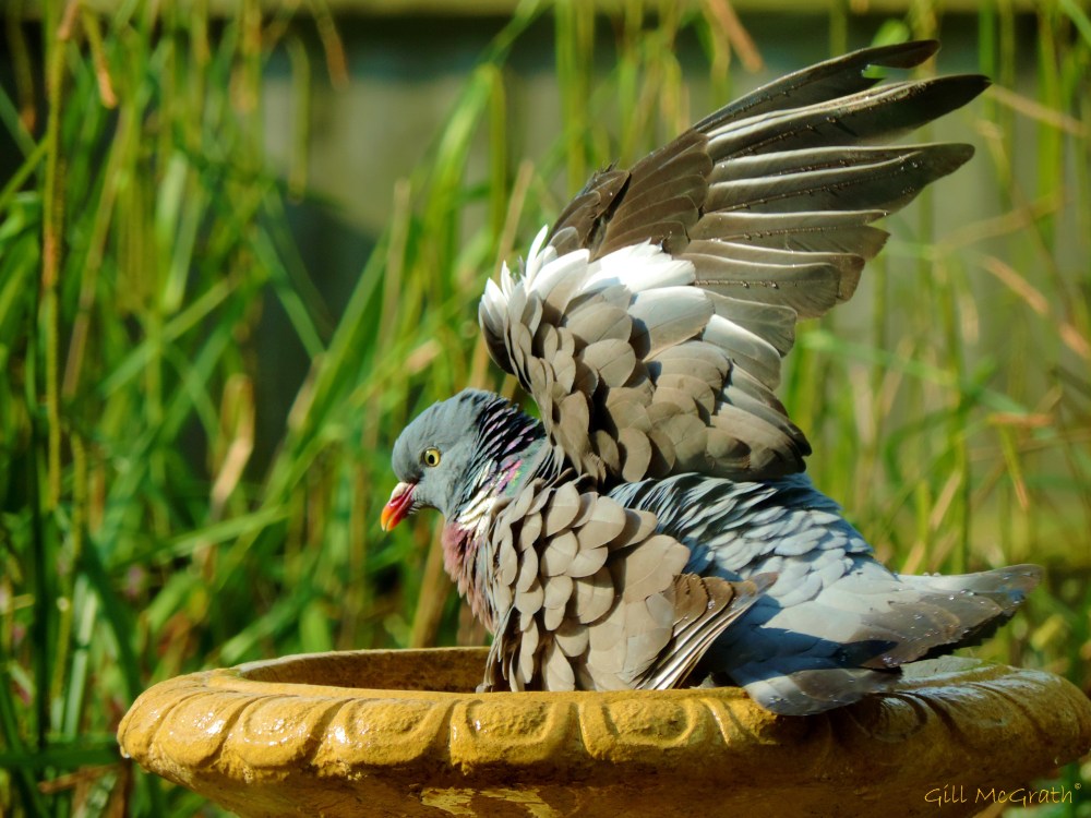 2014 05 19  Pigeon Winging it jpg sig