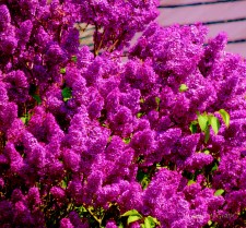2014 05 20 Lilac jpg sig.