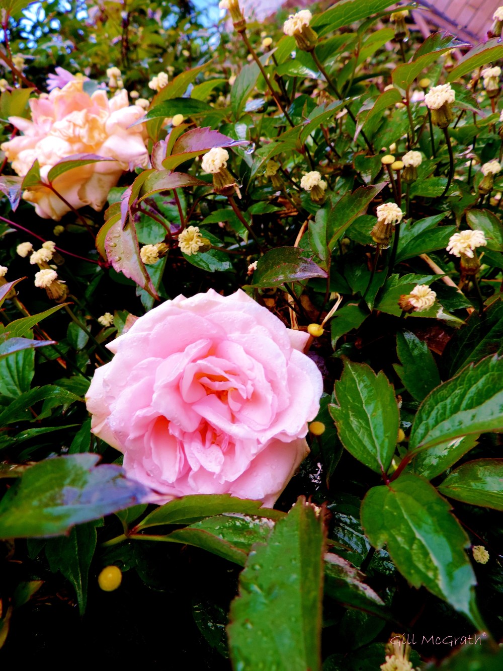 2014 05 27   Rain falls. Then Perfume fills the air jpg sig