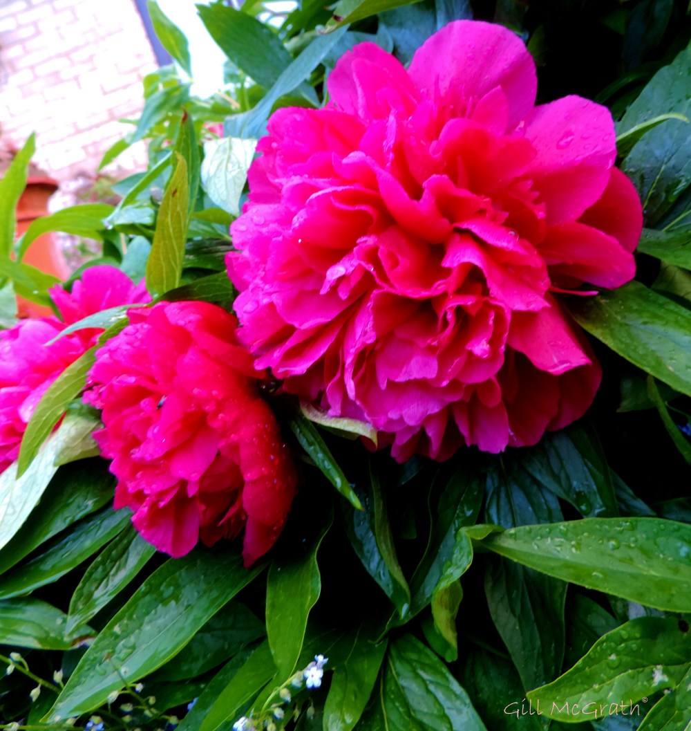 2014 05 27 rain washed peonies  jpg sig