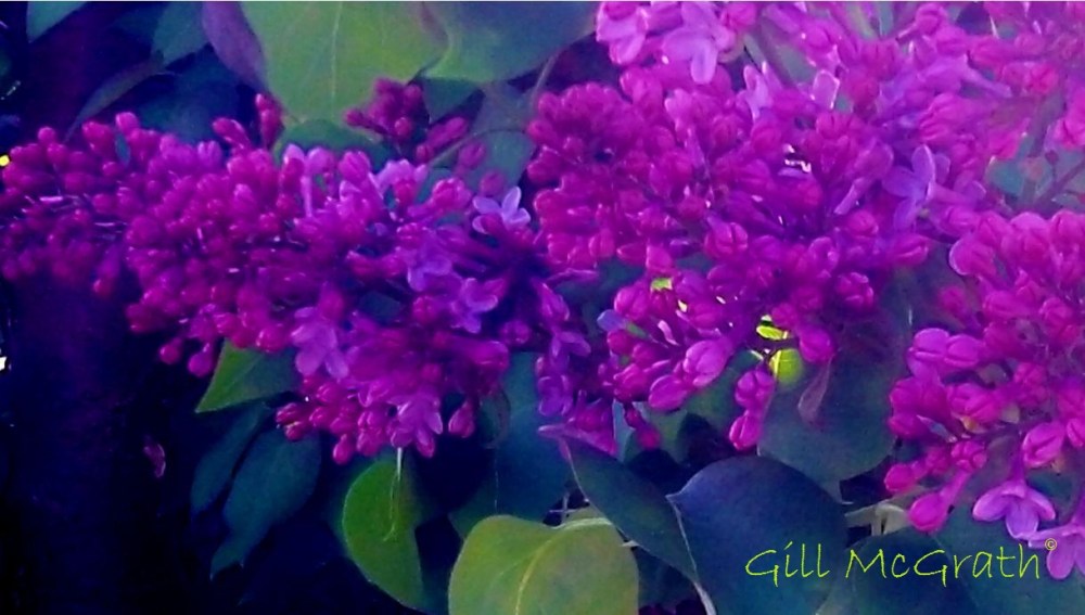 2014 lilac next door 05 01 2014 jpg sig