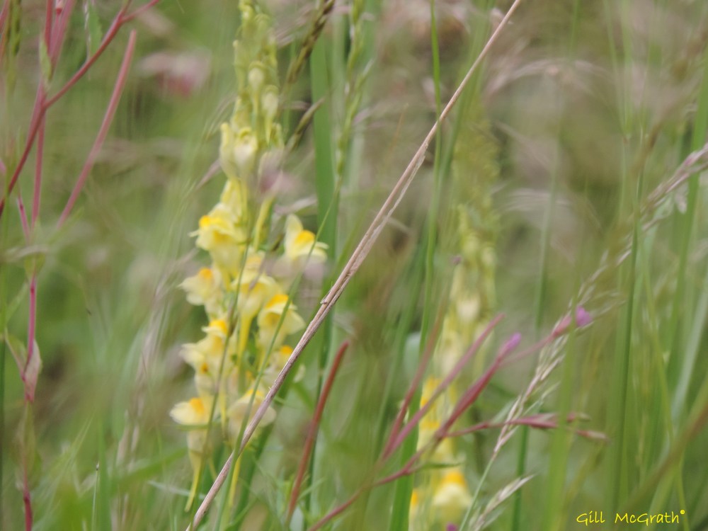 2014 05 23 Field Edge. Yellow. Hiding