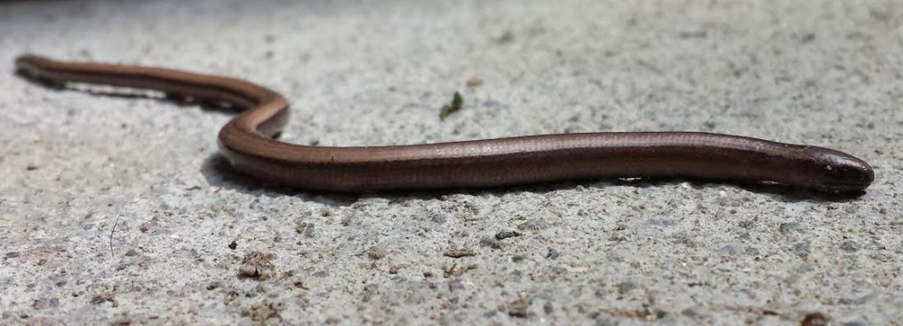 2014 06 06 slow worm jpg  nonsig