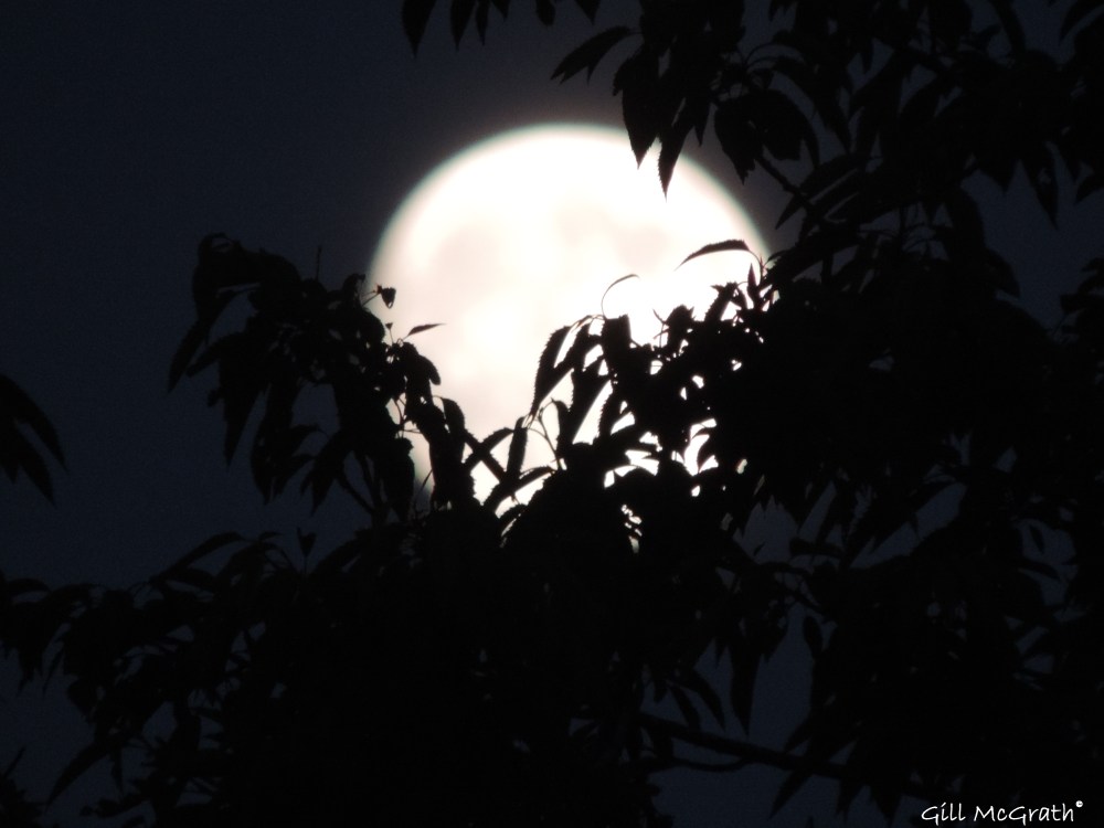 2014 06 11 big gorgeous moon jpg sig