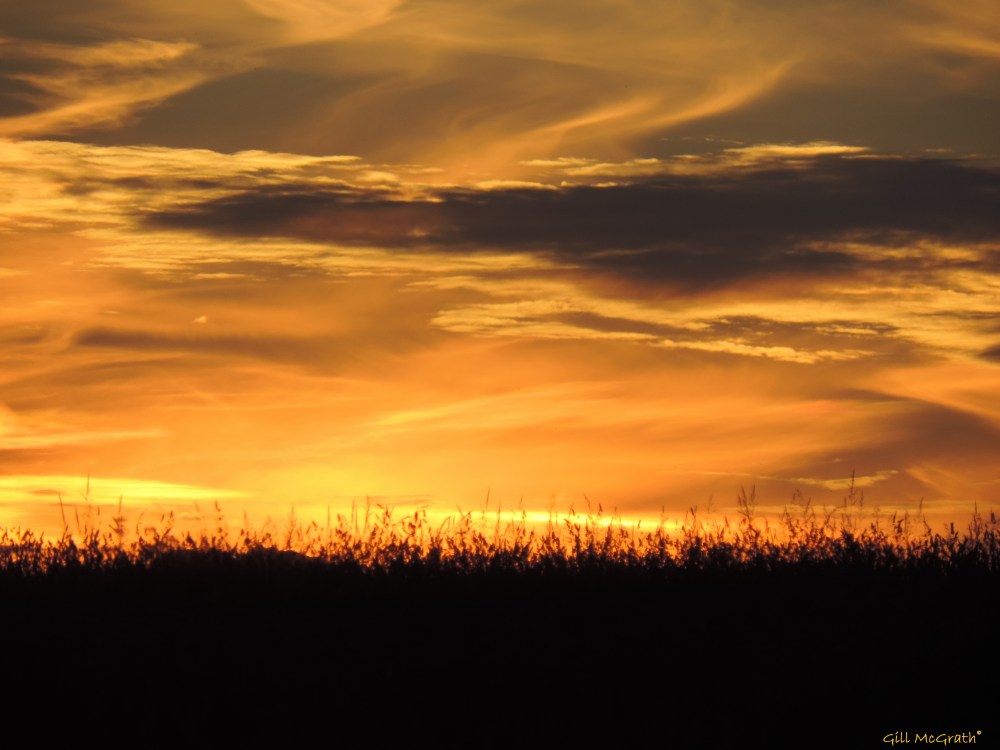 2014 06 12 Field of Gold jpg sig