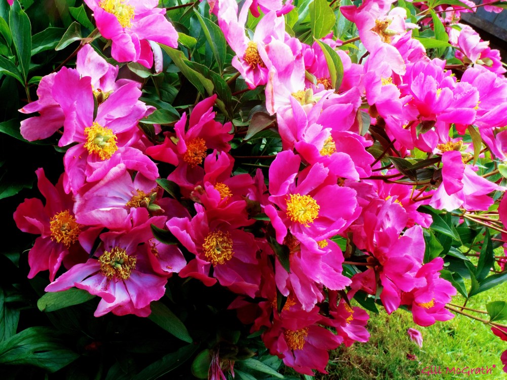 2014 06 13 single peonies. hold on. with grace. ever more lovely jpg. sig