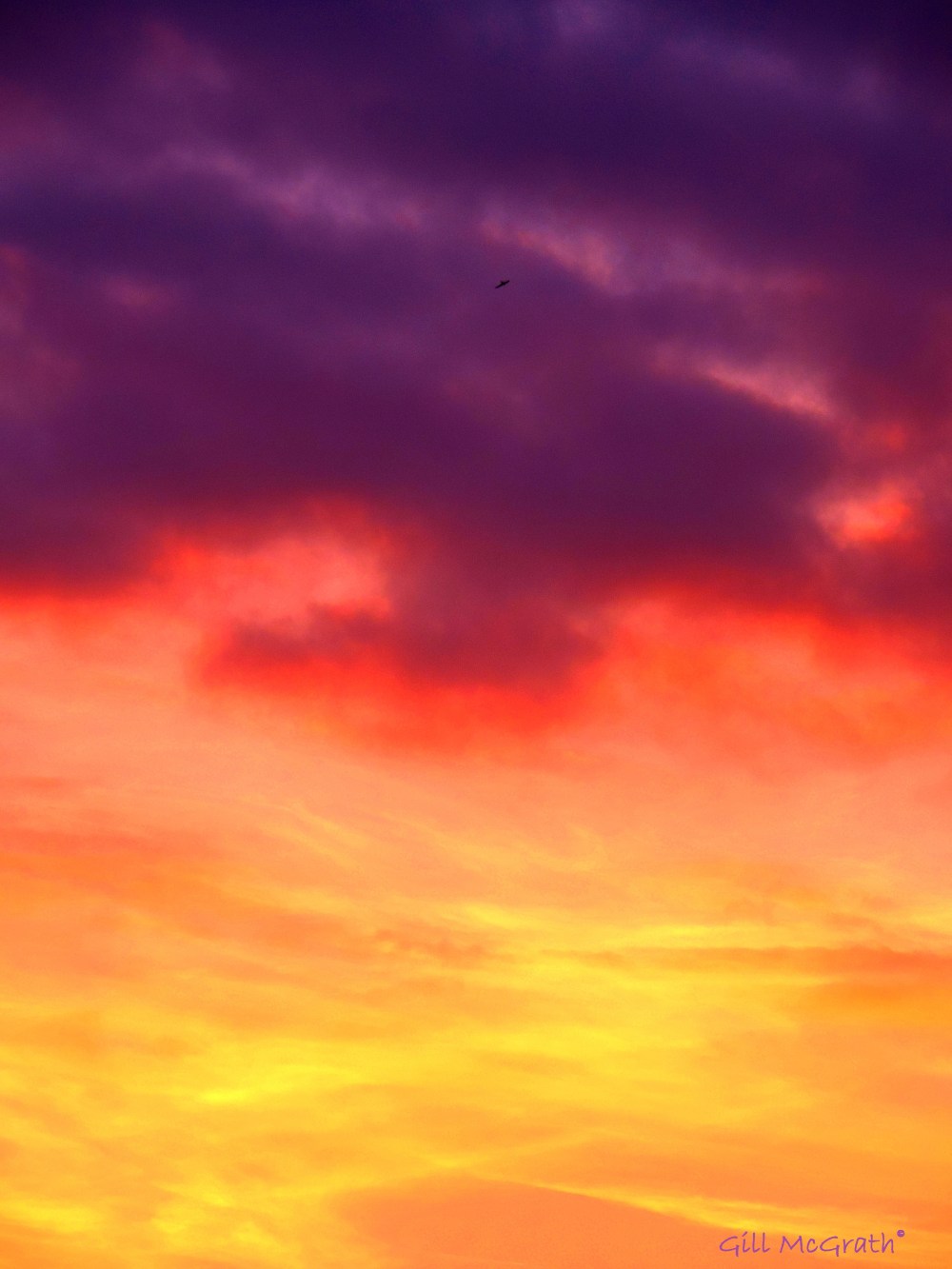 2014 06 16 bird on indigo layer of rainbow sunset jpg sig