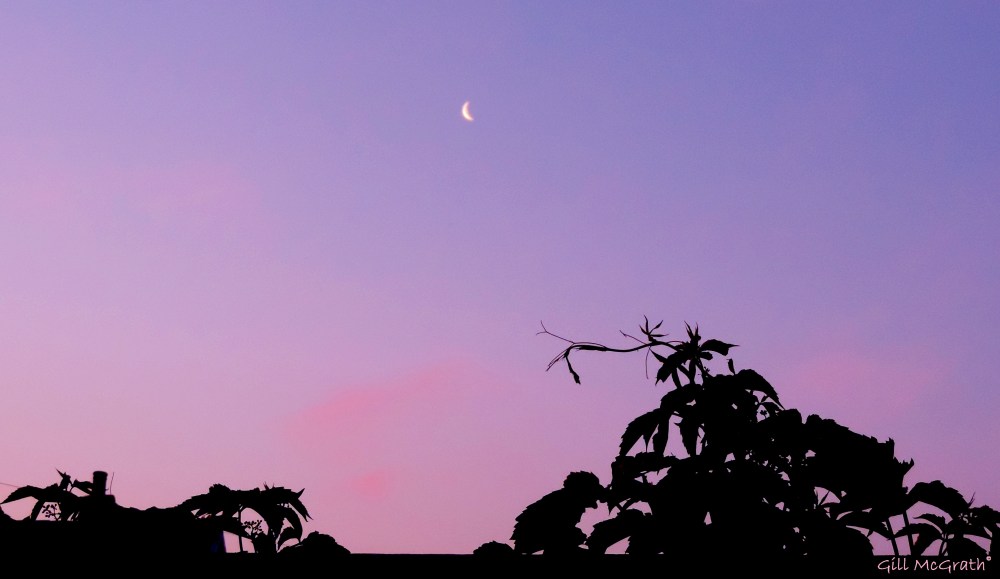 2014 06 22 4.30am moon over the washing line jpg sig