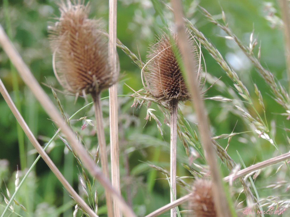 2014 06 24 When  Walking  on the wild side jpg sig