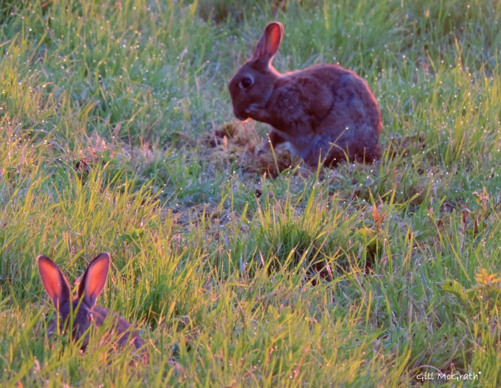 2014 06 25 morning sun shines through bunny ears jpg sig
