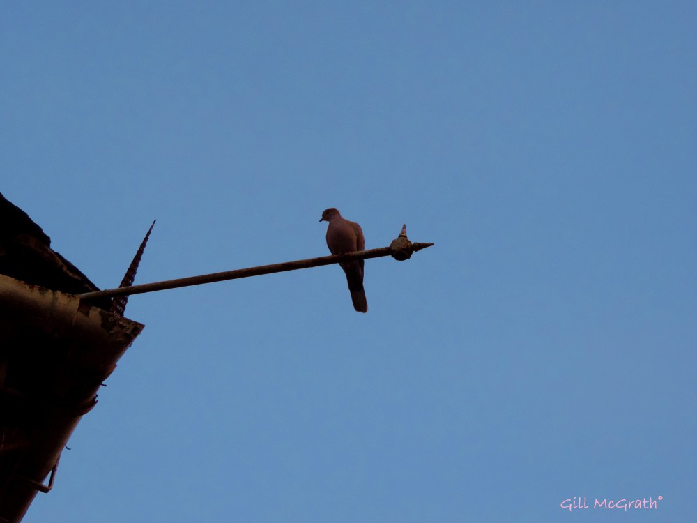 2014 06 26 Which way home Up, up and away.  jpg sig