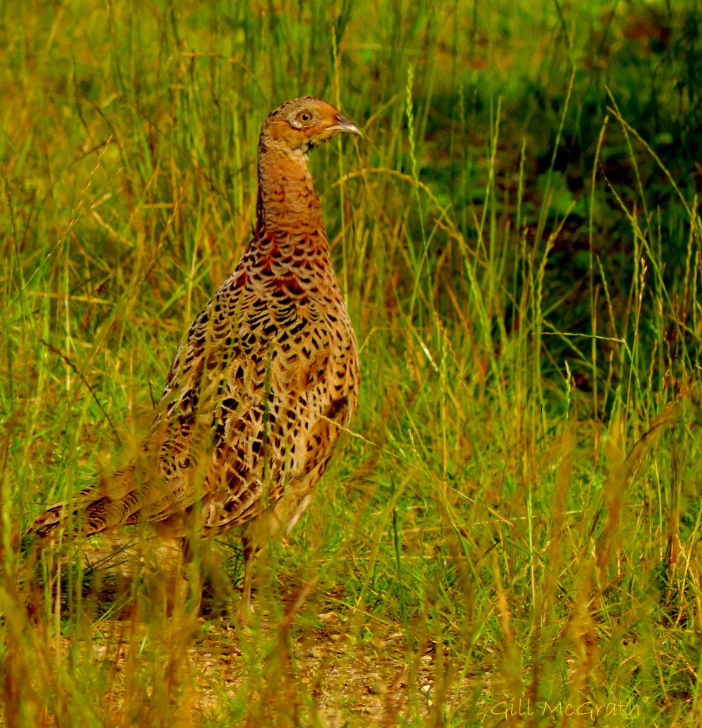 2014 06 30 pheasant in the field jpg sig