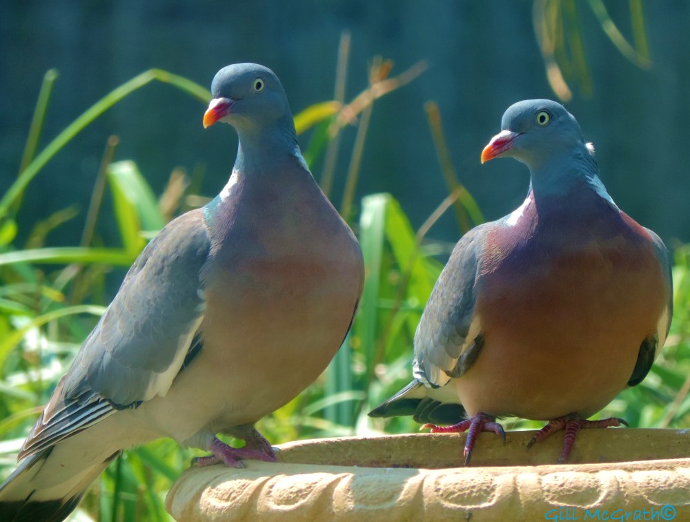 2014 06 23 Two wood pigeons trying to smile jpg sig