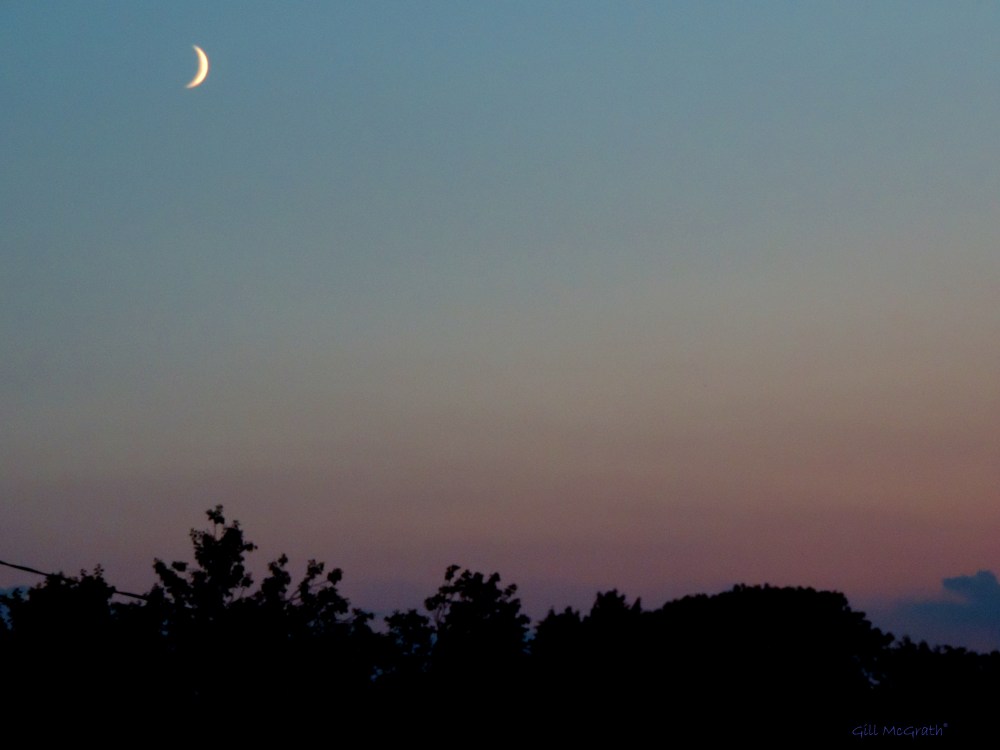 2014 07 01 Moon above hedge this evening jpg sig