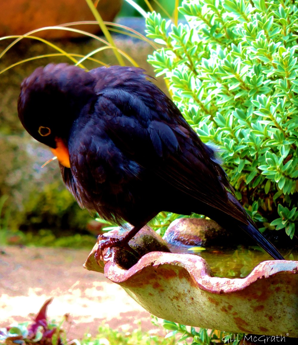 2014 07 03 bird on a curve jpf sig