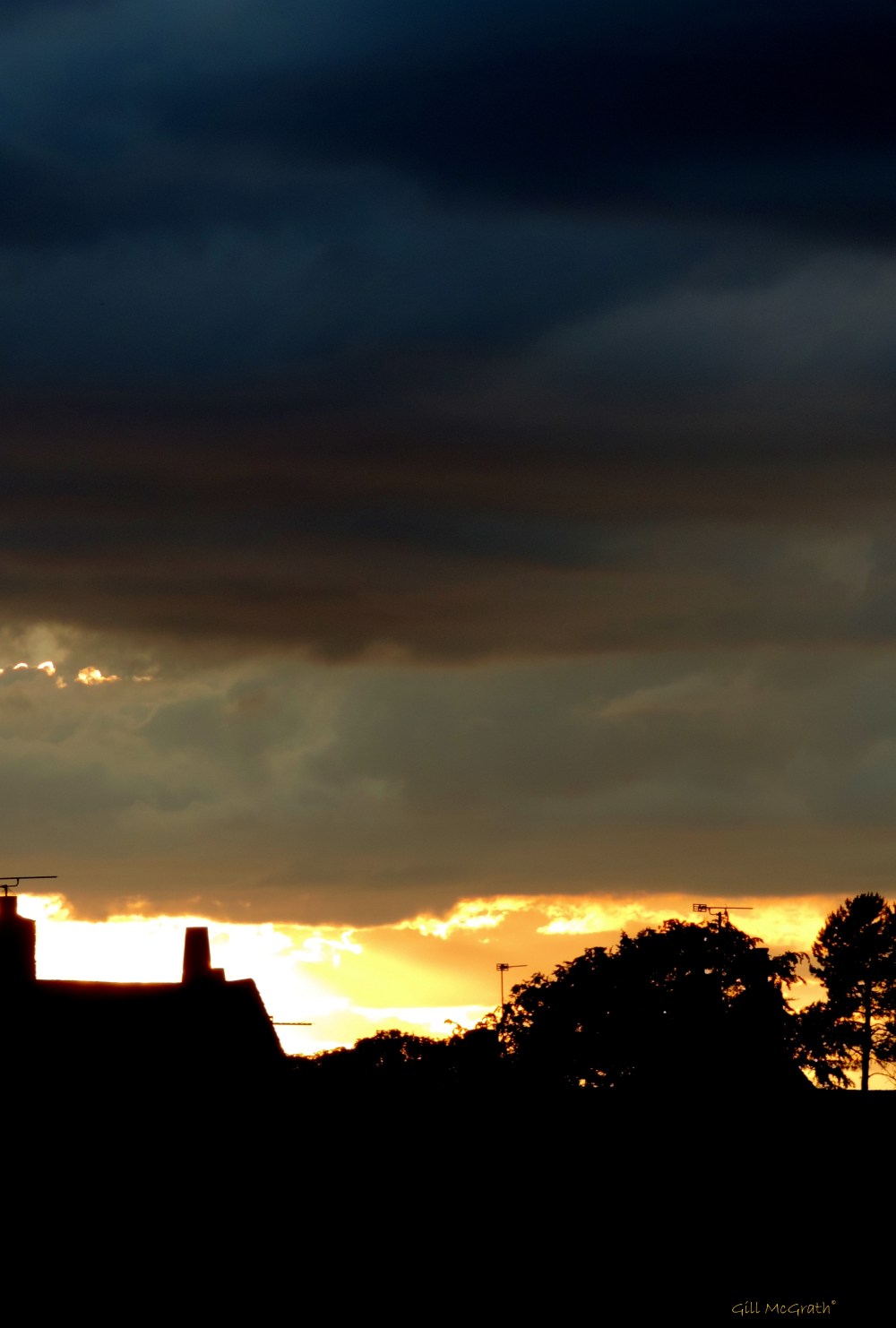 2014 07 05  Looking at Irish Cream  jpg sig