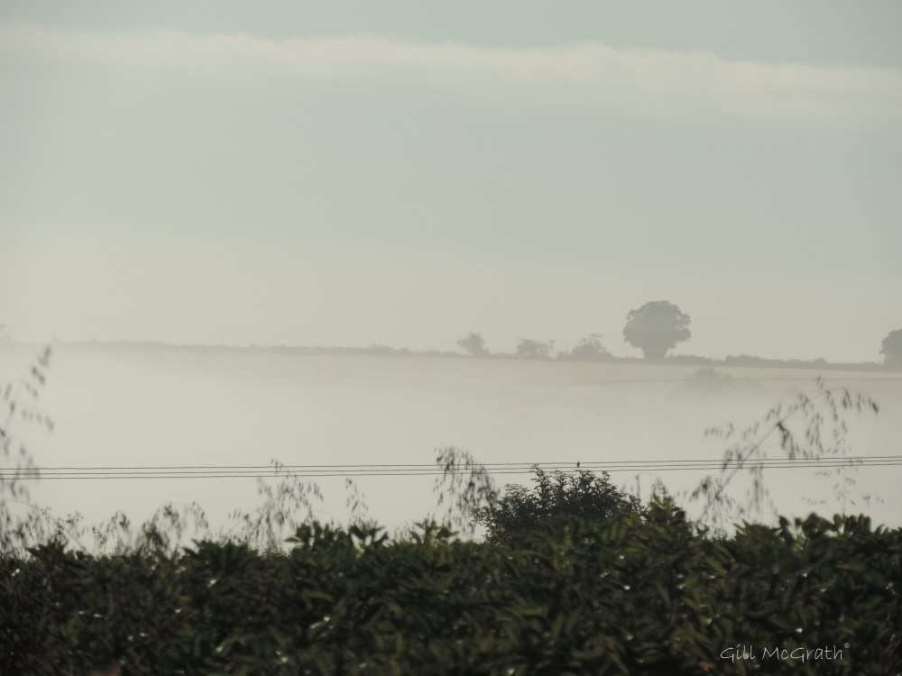 2014 07 17  early bird watching  new horizon appear in mist jpg sig