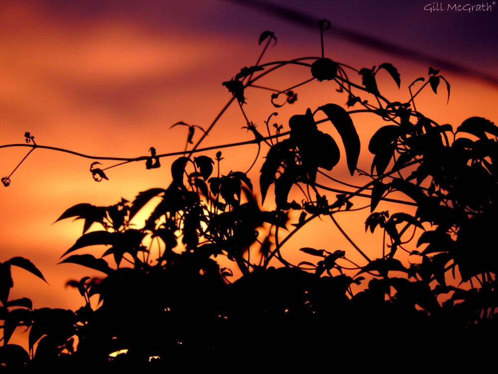 2014 07 18 faerie fest 2 jpg sig