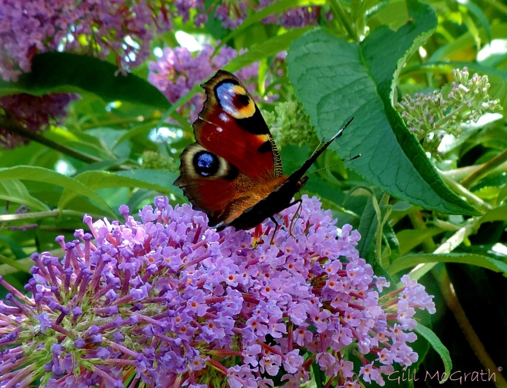 2014 07 21 Buddleia and a butterfly jpg sig