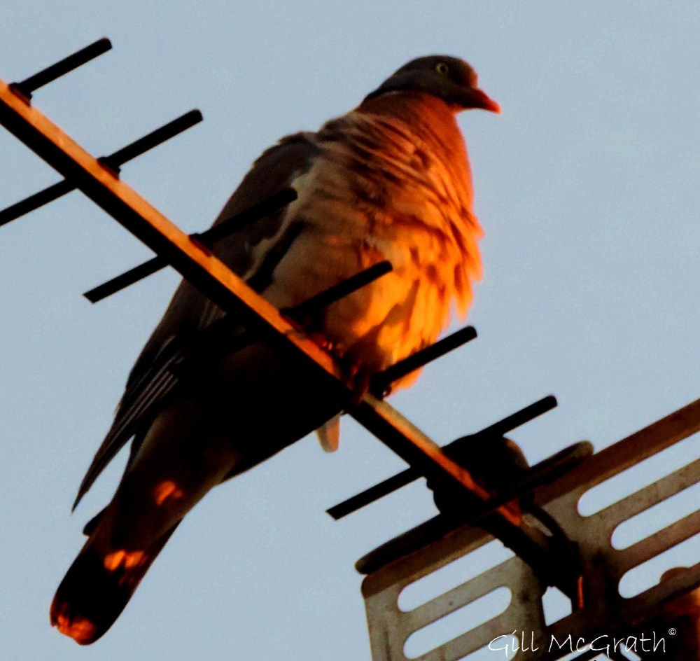 2014 07 21 pigeon toast jpg sig
