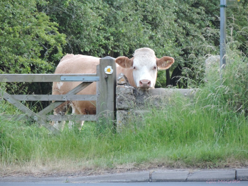 2014 07 22 Brief Encounter. Fell in love. With his ears