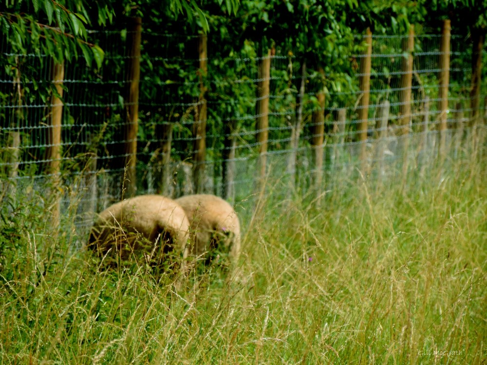 2014 couple of sheep jpg sig