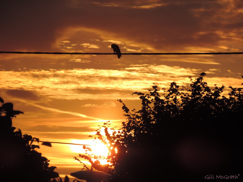2014 08 16 bit of bird worship of the sun jpg sig