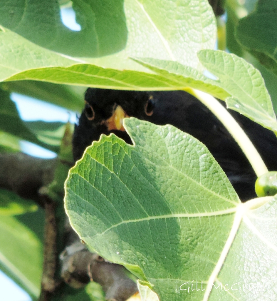 2014 08 22 bird hiding in fig  tree jpg sig