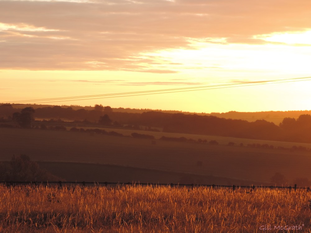 2014 08 24  morning  a kind of blushing gold  jpg sig