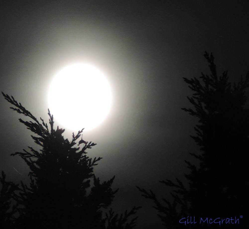 2014  09 01  Your pulse  lives in me I shut my eyes We dance jpg sig